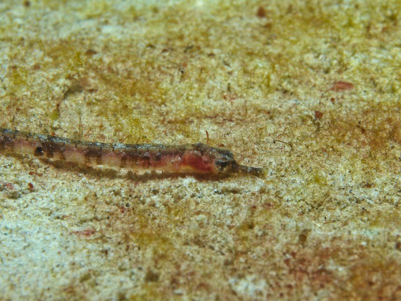 Pipefish, House Reef